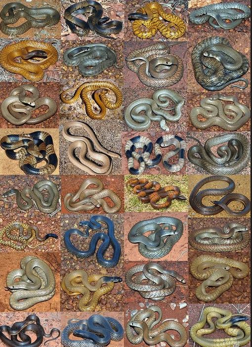Collage of 32 Western Brown Snake (Gwardar) individuals showing extreme differences in colour and markings