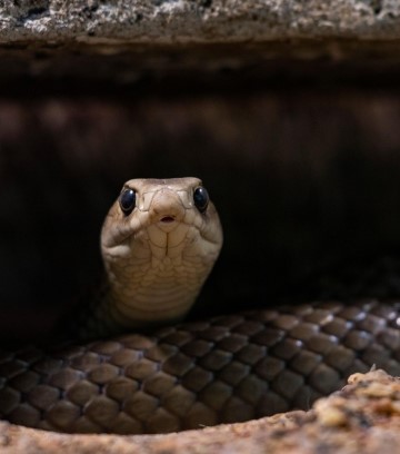 Snake season advisory for Morangup and Perth Eastern Hills